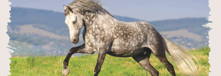 einstiegsbanner pferd pferdefutter minerale derby